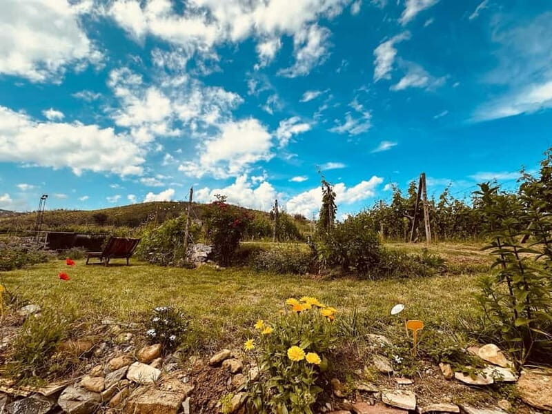 Vineyard Tour and Wine Tasting - What Makes This Experience Stand Out?