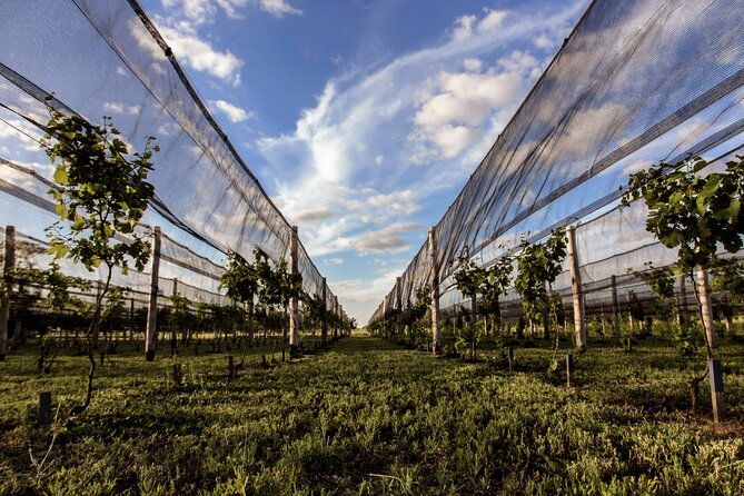 vineyard-tour-in-san-antonio-de-areco