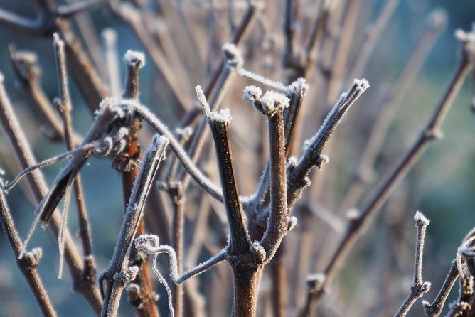 vineyard-tour-tasting-of-all-our-lineup