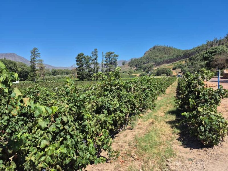 Vineyard Tour: Wine tasting, cheese and walking in Franschhoek - Vineyard Tour: Wine tasting, cheese and walking in Franschhoek