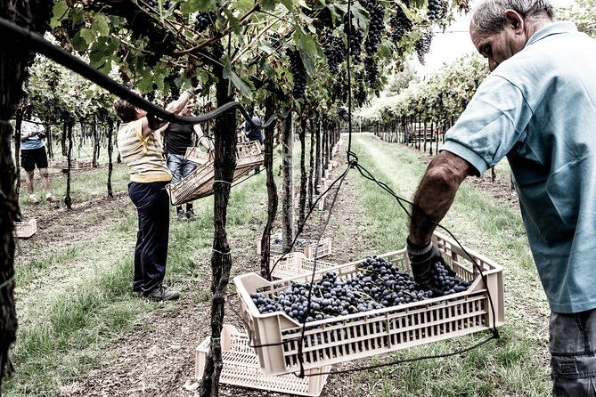 vineyard-tour-with-light-lunch-in-valpolicella-2