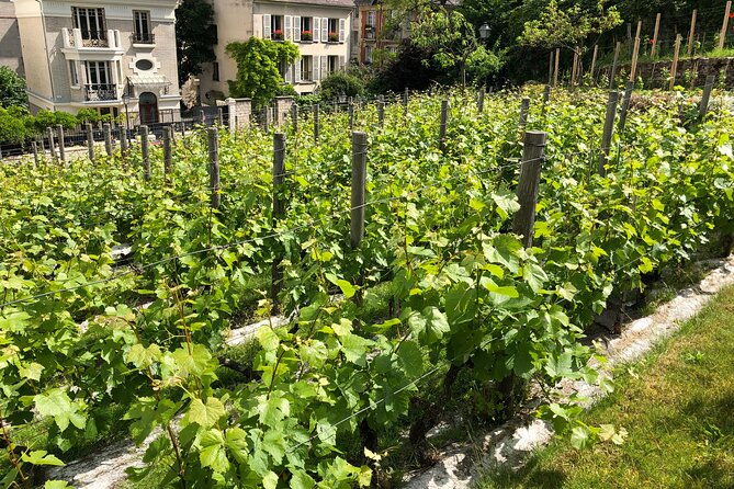 vineyard-visit-and-wine-tasting-in-clos-montmartre