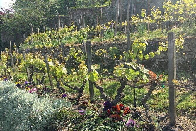 vineyard-visit-and-wine-tasting-in-clos-montmartre