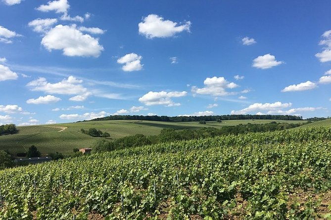 vineyard-walking-tour-5-champagnes-tasting