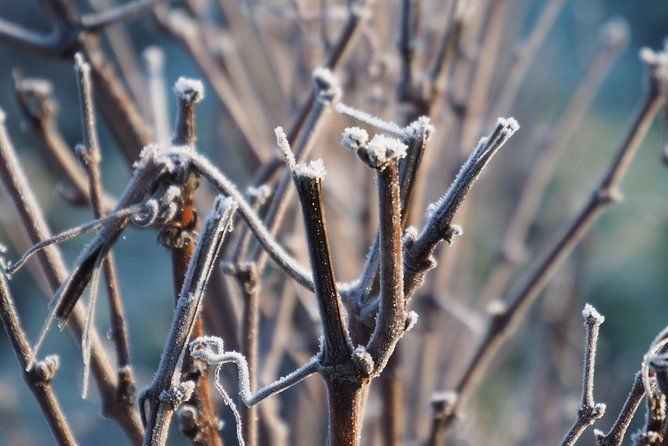 vineyard-walking-tour-5-champagnes-tasting