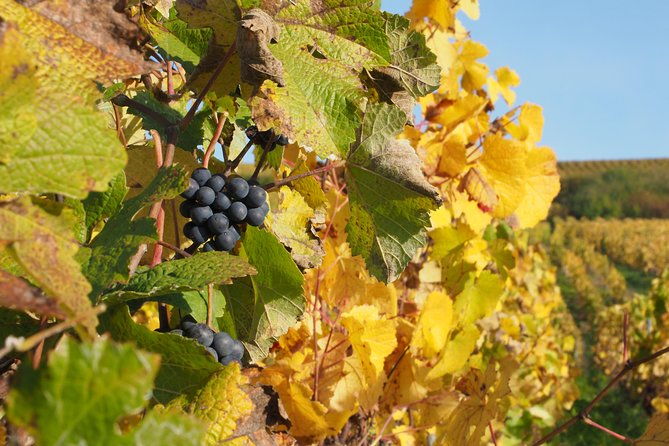 vineyard-walking-tour-5-champagnes-tasting