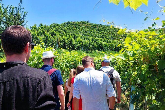 Vineyards, Albanian Wine Food Tasting Tour from Durres/Tirana - Key Points  