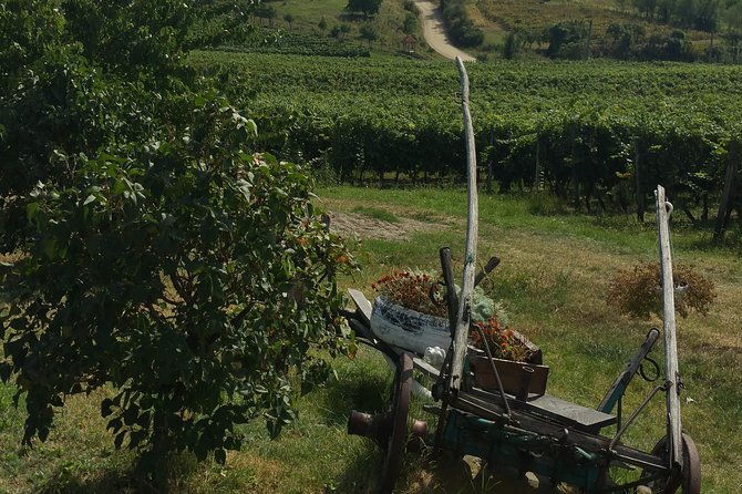 vineyards-and-wine-tasting-experience