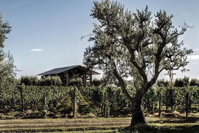 vineyards-with-wine-tasting-in-mendoza