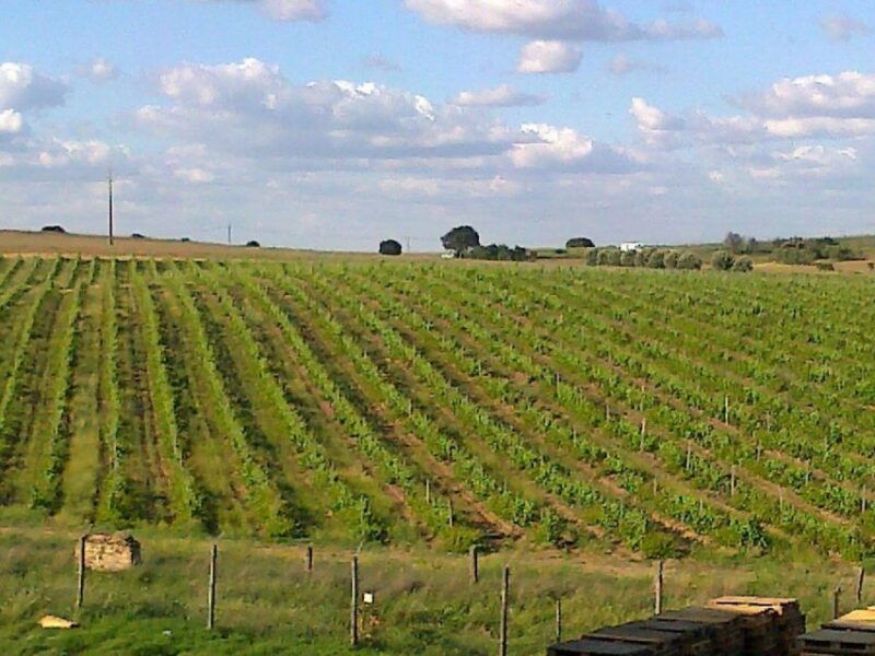 vinha-dervideira-experience