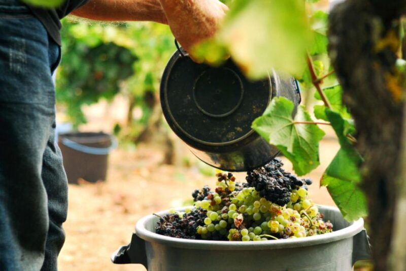 vinho-verde-full-day-premium-wine-tour