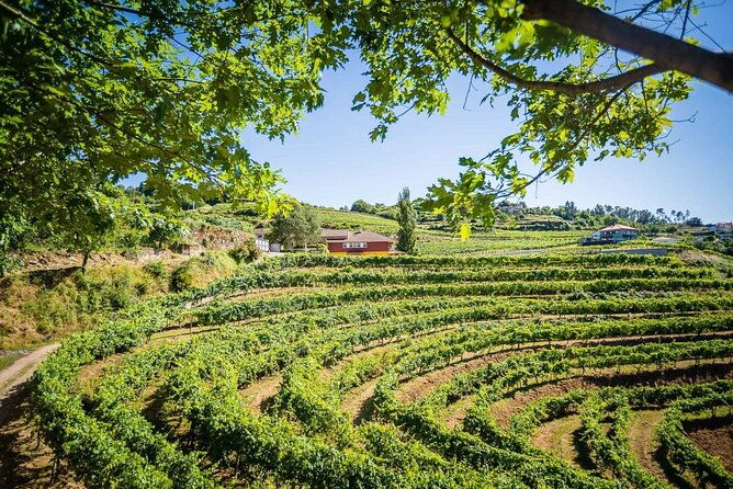 vinho-verde-private-wine-tour-all-inclusive
