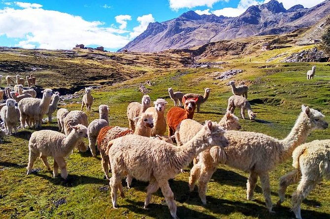 vinicunca-rainbow-mountain-trek-1-day-by-cusipata-huaynas-expeditions