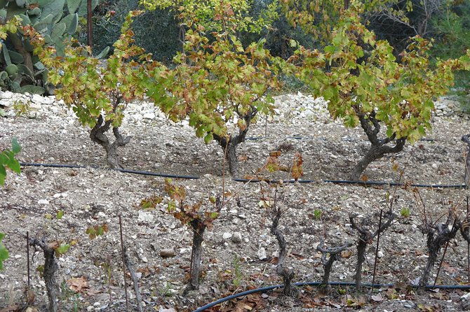 vino-venture-explore-with-a-local-troodos-mountains-thru-wine-3