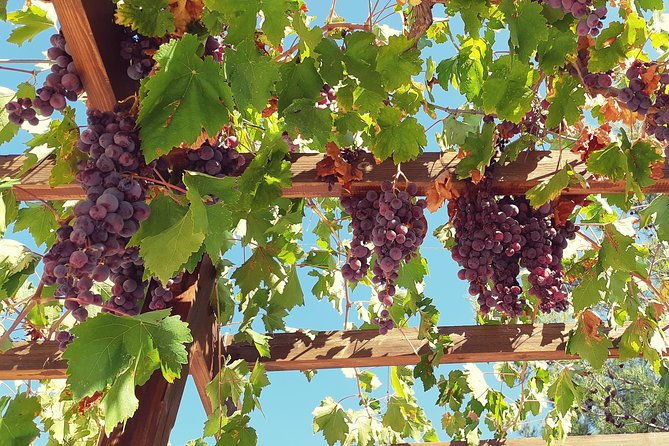 vino-venture-explore-with-a-local-troodos-mountains-thru-wine