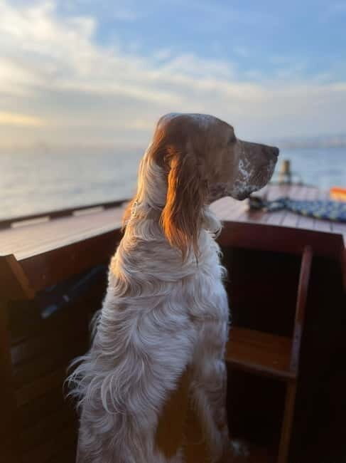 Vintage boat tour of Marseille - small groups (5h) - Is It Worth the Price?