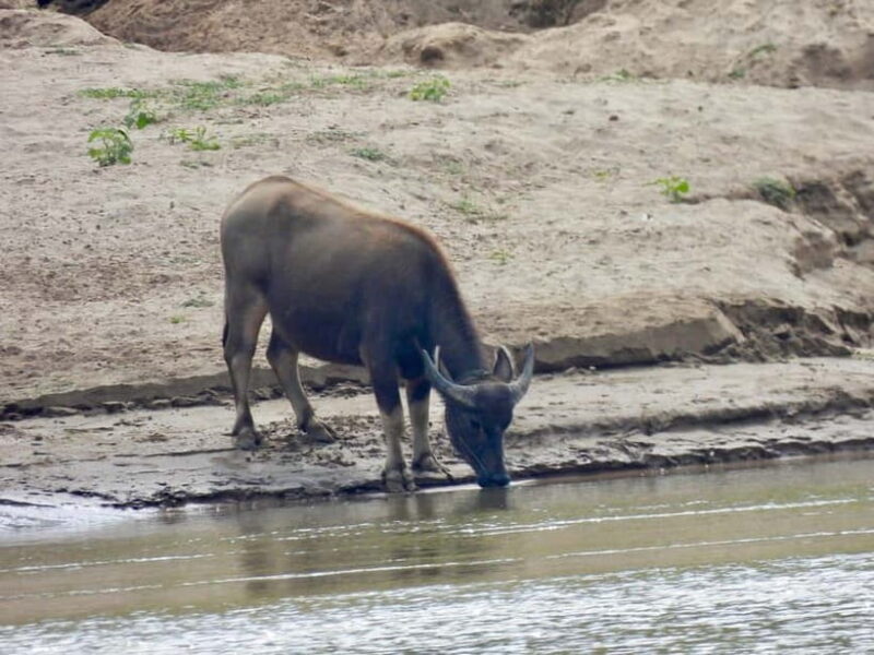 VIP Chiang Mai: 3 Day Trip Slow Boat to Luang Prang - FAQ