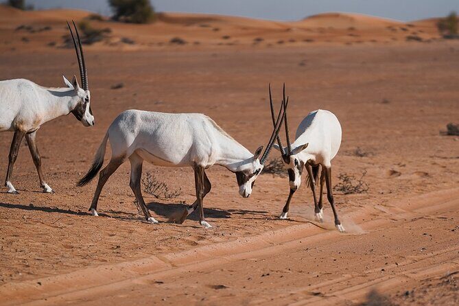 VIP Dubai Sunset Desert Safari: Camel Ride, BBQ, Unlimited Spirit - Practical Details and Tips