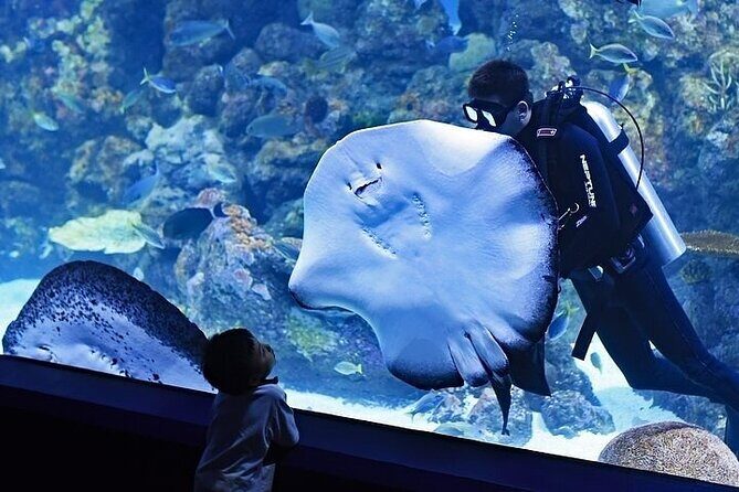 VIP Experience Dubai Aquarium & Underwater Zoo-As per Selection - What Makes the Dubai Aquarium & Underwater Zoo Stand Out?