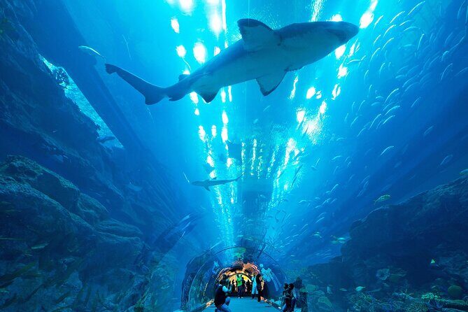 VIP Experience Dubai Aquarium & Underwater Zoo-As per Selection - The Sum Up: Is It Worth It?