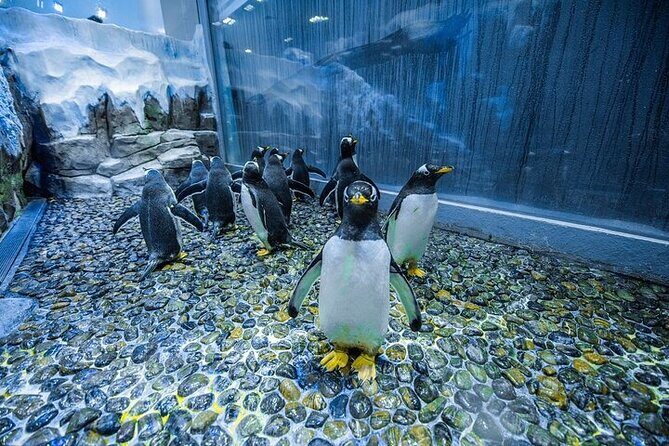 VIP Experience Dubai Aquarium & Underwater Zoo-As per Selection - FAQ