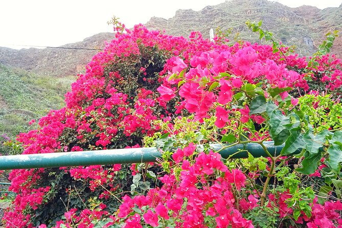 vip-experience-in-magica-gomera