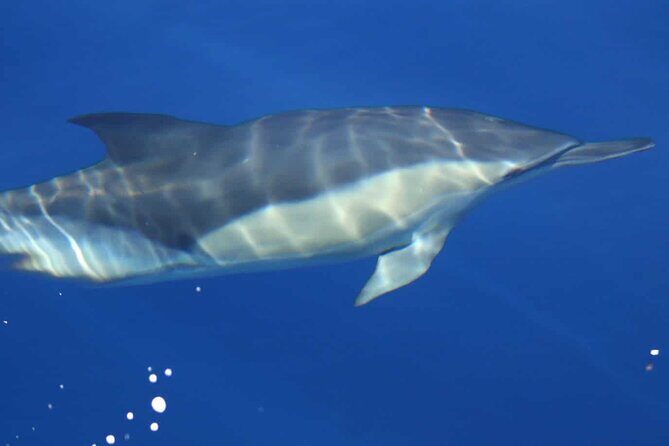 ViP Full Day Swimming With Dolphin Sea Trip With Lunch - Hurghada - What to Expect on the Full Day Sea Trip