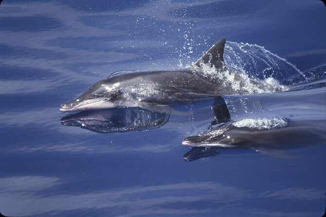 ViP Full Day Swimming With Dolphin Sea Trip With Lunch - Hurghada - The First Stop: Dolphin House and Coral Reef Snorkeling