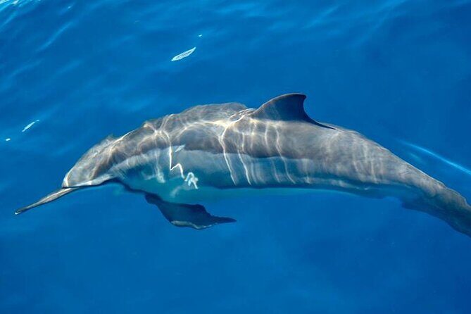 ViP Full Day Swimming With Dolphin Sea Trip With Lunch - Hurghada - Final Thoughts: Is It Worth It?