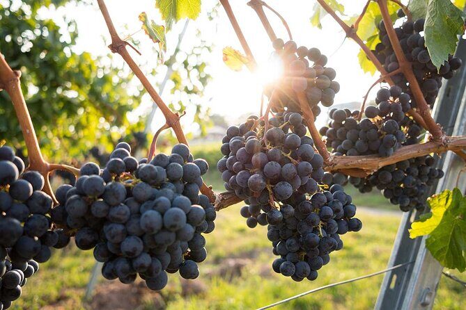 VIP Full Day Wineries Tour from Istanbul - FAQ