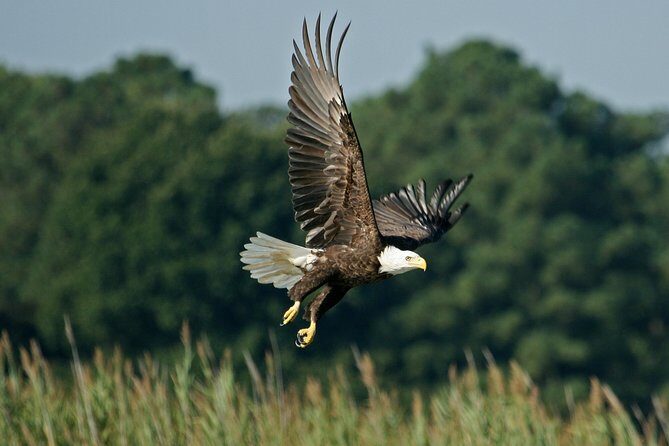 VIP Private Airboat Tour near Orlando - Key Points 