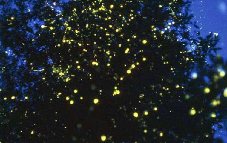 vip-private-group-tour-to-the-iconic-thailands-markets