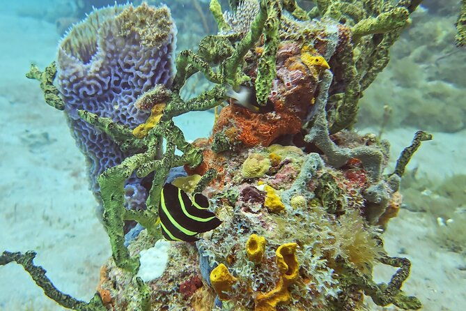 vip-private-guided-scuba-diving-snorkeling-excursion
