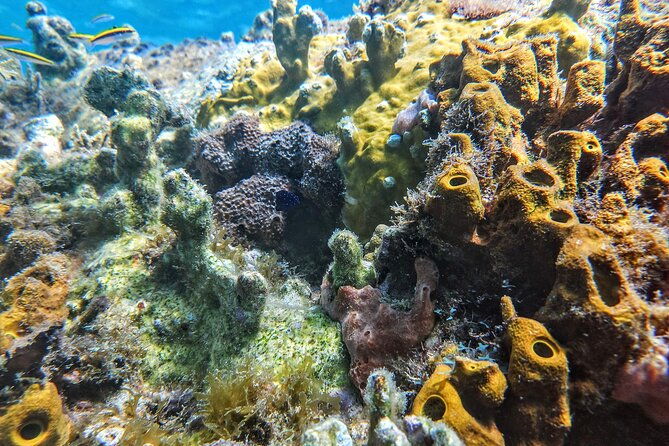 vip-private-guided-scuba-diving-snorkeling-excursion