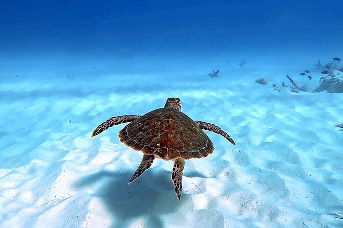 vip-private-island-snorkeling-tour-south-bonaire
