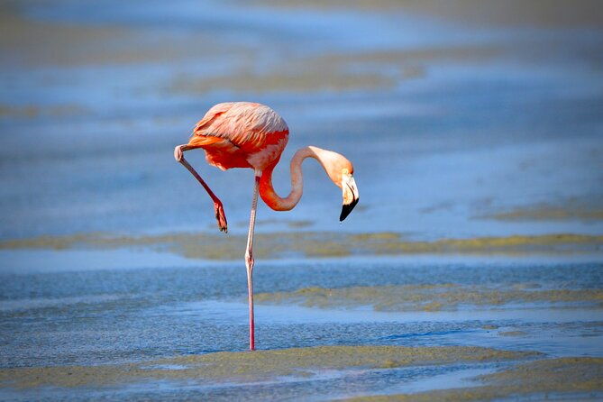 vip-private-island-snorkeling-tour-south-bonaire