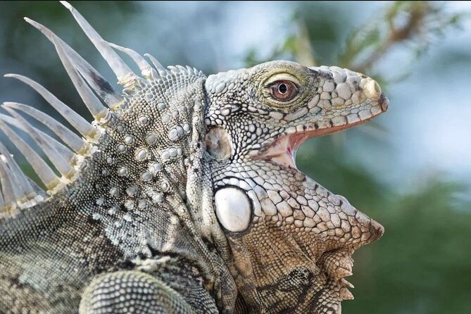 vip-private-island-snorkeling-tour-south-bonaire