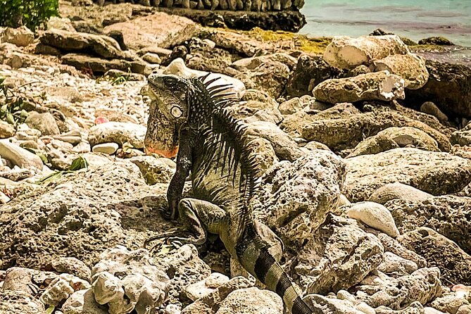 vip-private-north-island-tour