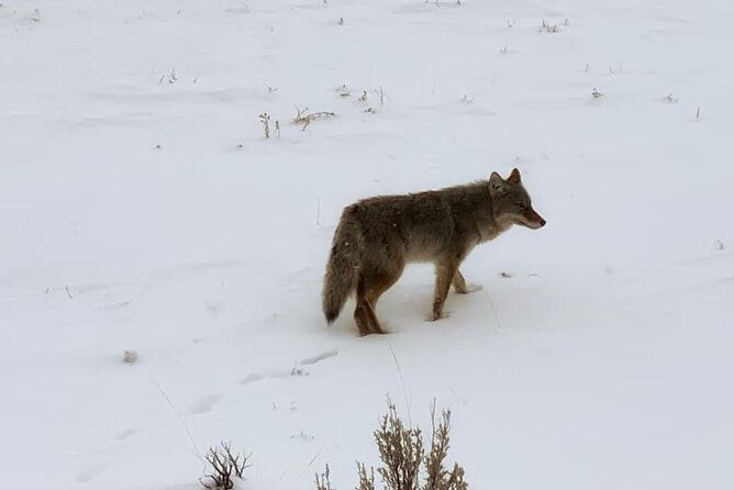vip-private-north-yellowstone-national-park-winter-excursion-2