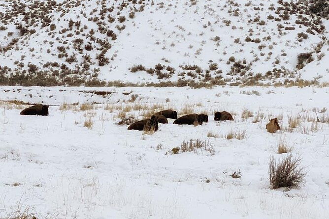 vip-private-north-yellowstone-national-park-winter-excursion-2