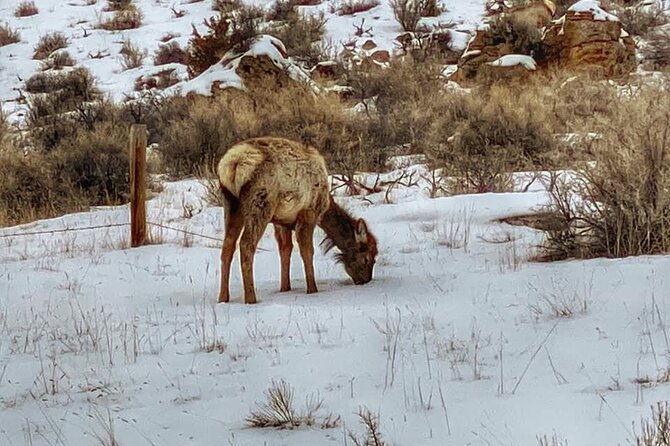 vip-private-north-yellowstone-national-park-winter-excursion-2