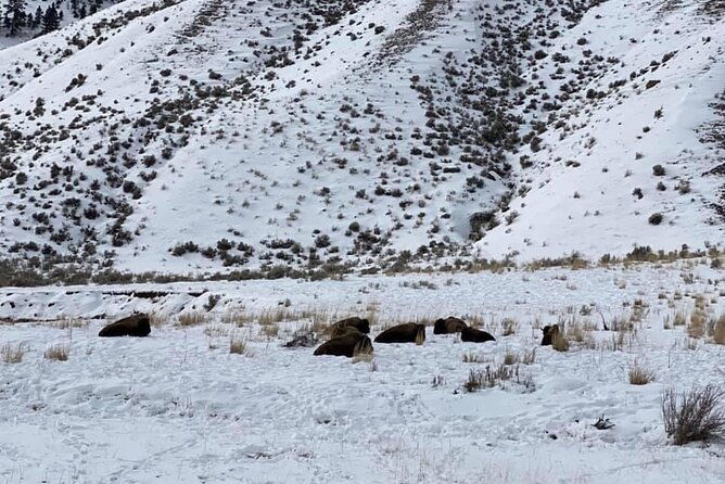 vip-private-north-yellowstone-national-park-winter-excursion