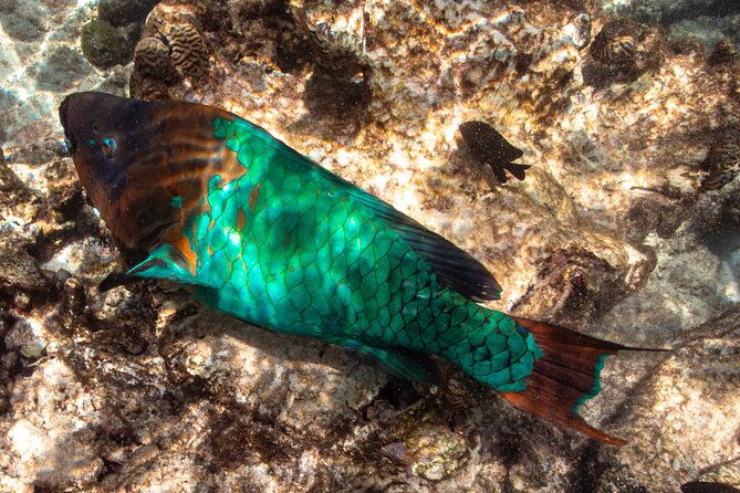 vip-private-snorkeling-tour-with-underwater-photos