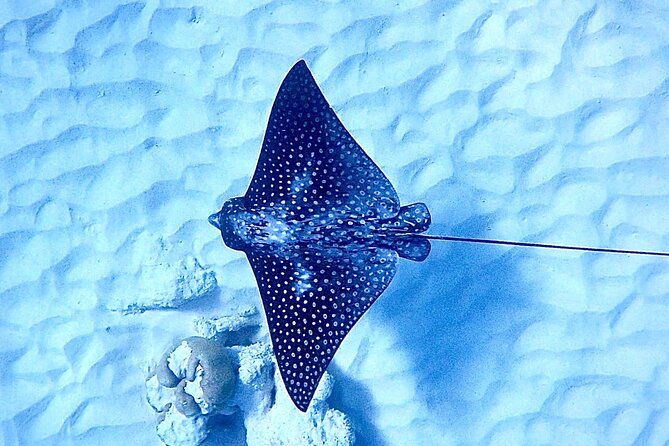 vip-private-snorkeling-tour-with-underwater-photos