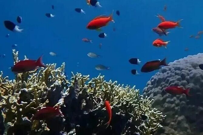 VIP Ras Mohamed and White Island boat trip - Final Thoughts