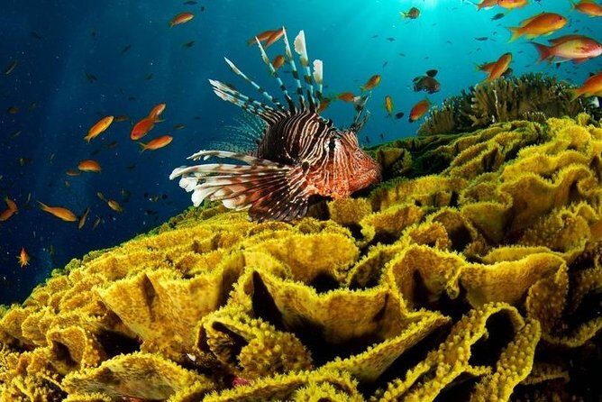 VIP Sea Trip With Water Sport & Lunch, Transfer - Hurghada - Who Would Love This Trip?