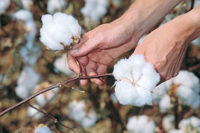 VIP Shopping Private Tour Papyrus Perfume Bazaars and Cotton - The Sum Up