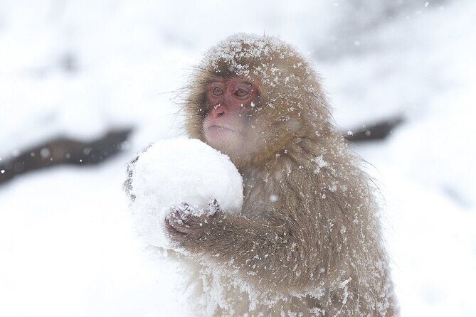 VIP Snow Monkeys Park Customized Private One Day Tour - Key Points