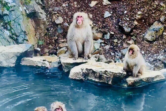 VIP Snow Monkeys Park Customized Private One Day Tour - An In-Depth Look at the Tour