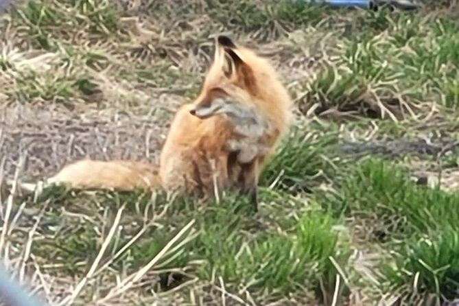 vip-tour-from-anchorage-to-alaska-wildlife-conservation-center